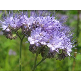 Honningurt Beehappy C 1 kg